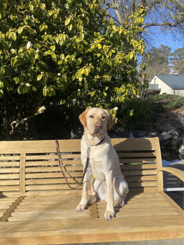 Dauphin, a yellow lab male sits on a wooden bench facing the camera. The sun is shining on him. There is a flowering bush behind him.