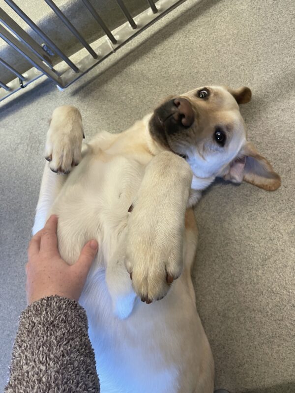 Dave, a yellow lab, lies on his back receiving belly rubs from his instructor. He has a silly look in his eyes and a goofy smile.