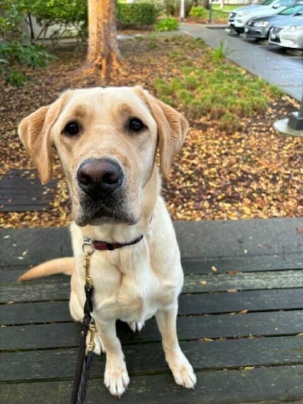 Dolby sits on a wooden bench. He is looking at the camera, awaiting a food reward. There is a tree and brown mulch visible behind him.