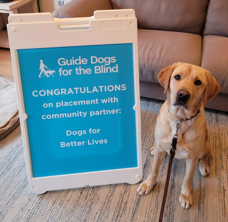 Yellow Lab Dorothy looks at the camera while sitting on a rug next to a sign announcing her her placement with community partner Dogs for Better Lives.