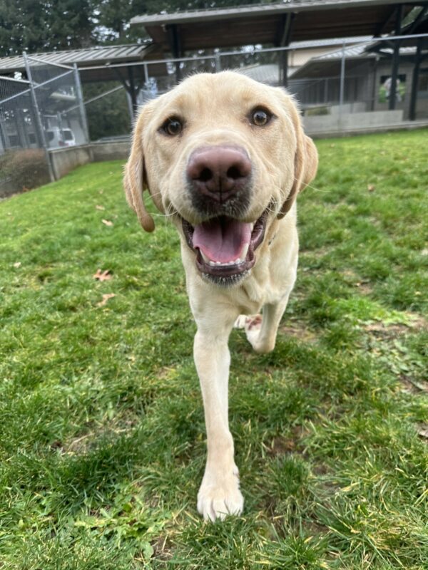 Drake, a male yellow lab, is walking towards the camera. He is off leash in our fenced in grassy area.