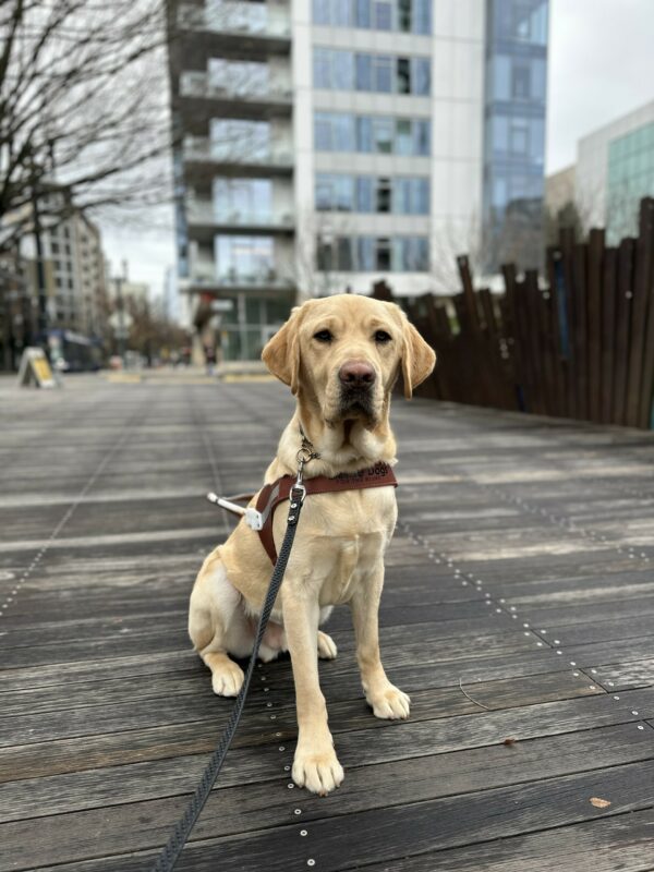 Drake, a male yellow lab, is sitting on a wooden sidewalk in downtown Portland. He is looking towards the camera and is wearing his guide dog harness.