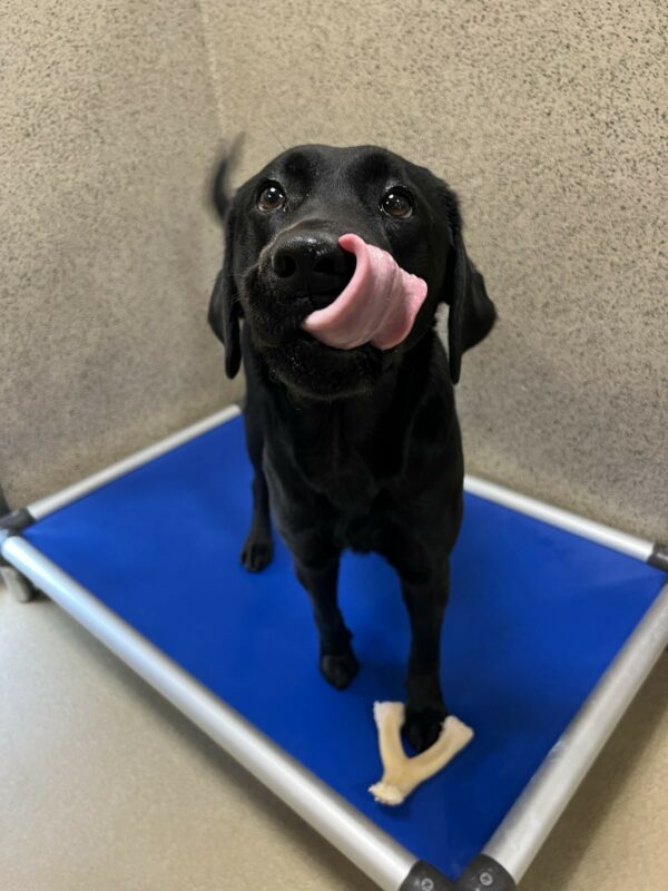 Enola is staring above the camera while standing on a blue dog bed. She licks her lips after having a tasty peanut butter snack!