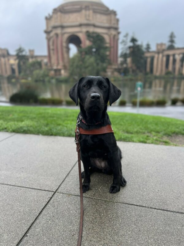 Enola sits in harness staring directly into the camera. In the background is the Palace of the Fine Arts in San Francisco.