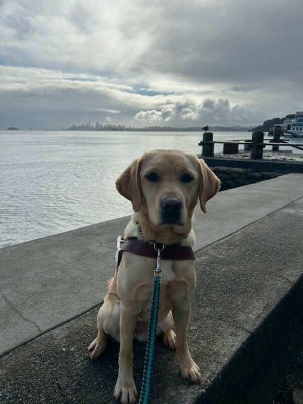 Flora sits facing the camera wearing her GDB harness and a perked up expression. In the background is part of the bay with the city skyline in the distance and large white and grey puffy clouds in the sky.