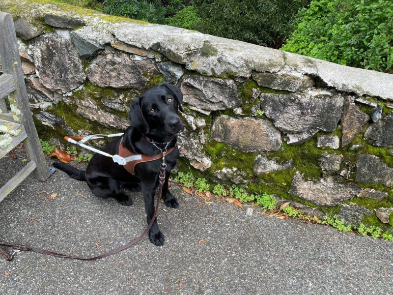 Fortune sits in harness next to a stone wall. She is tilting her head slightly while looking towards the camera.