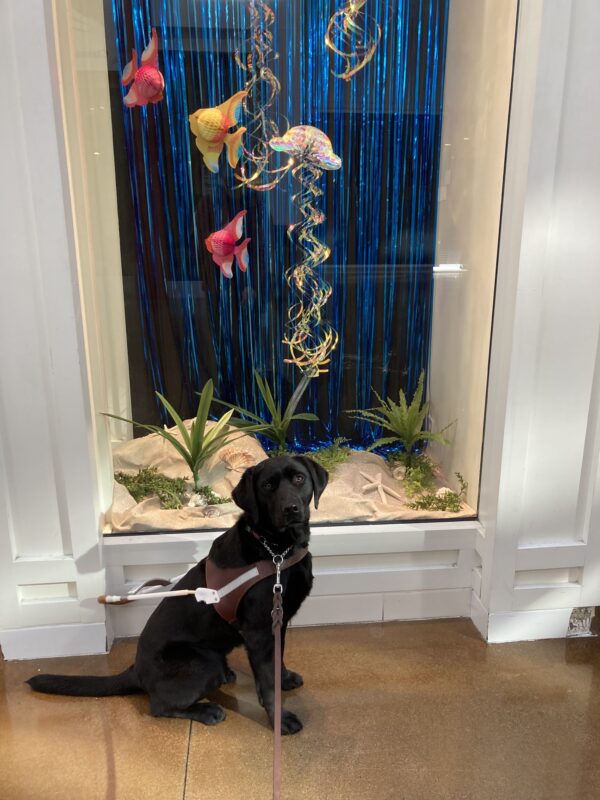 Francesca sits with a serious face while in harness in front of a window display with fish and jellyfish.