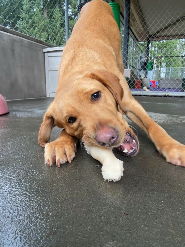 Yellow Labrador Gaelic lays in the play bow position in the community run area as she chews on a Nylabone.
