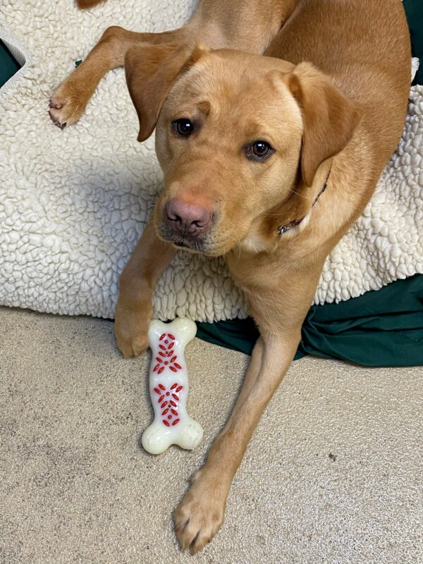 Gladys, an adorable red lab is laying on a cozy bed on campus, a bone shaped Nylabone lays at her paws and she is looking intently at the camera with her big brown eyes.