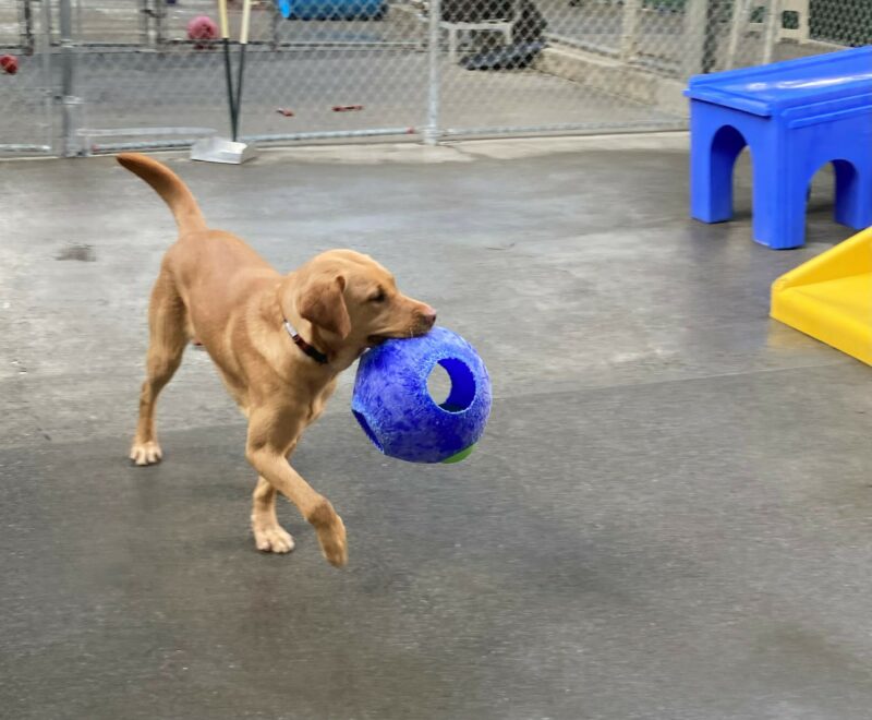 Gladys, an adorable red lab is romping around in community run, she has a blue jolly ball in her mouth, one paw is raised as she gets ready to take her next step. There is colorful play equipment behind her.
