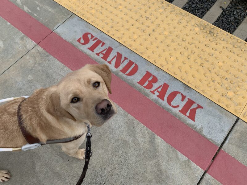 Glimmer is in harness looking up at the camera while standing behind red painted letters on the ground of a train platform that read in all capitals 