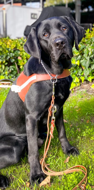 Handsome black Lab Grande sits at attention in harness on the grass