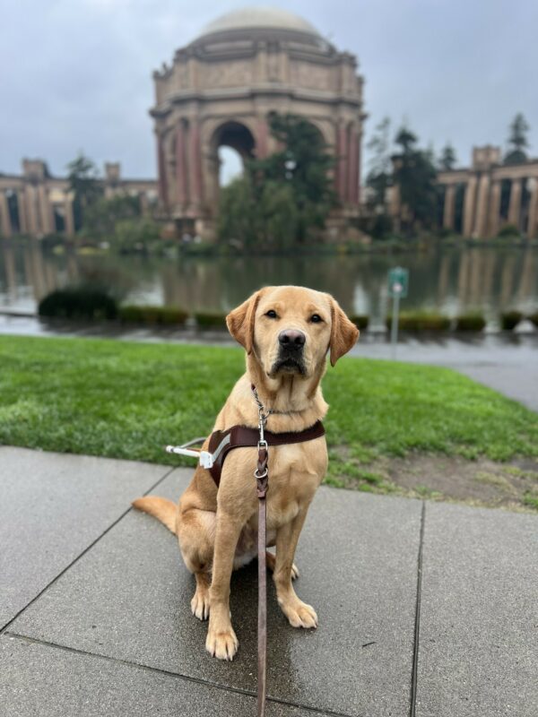 Groot sits in harness while staring into the camera. In the background is the Palace of the Fine Arts in San Francisco.