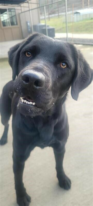 Black Lab Halo standing with her head tilted to the side, mouth slightly open with lower teeth showing.