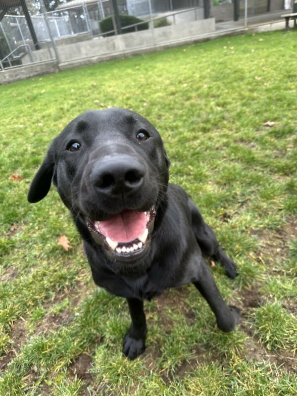 Harry, a male black lab, is sitting in the fenced in grassy area on campus. He is smiling and looking at the camera.