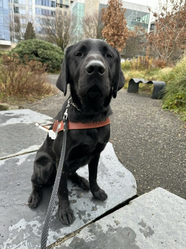 A male black lab named Harry is sitting on a stone pathway in a park. There is a cityscape in the background and he is wearing his guide dog harness.