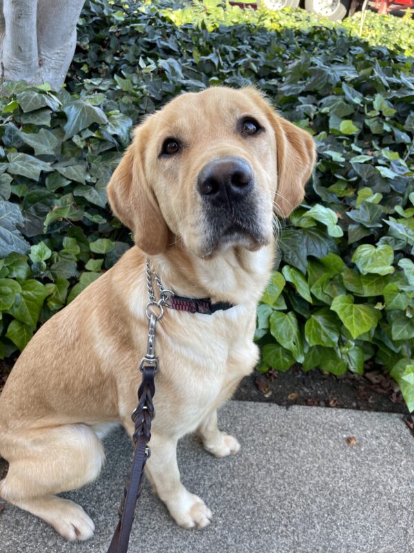<p>Holiday, a female yellow labrador/golden retriever crossbreed, sits politely while on a walk on the GDB campus.  She is seated on the sidewalks with green ivy behind her.</p>