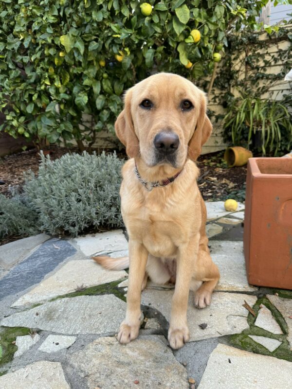 <p>Holiday, a female yellow labrador/golden retriever crossbreed sits on a patio of pavers, with a lemon tree in the background. She looks straight on at the camera.</p>