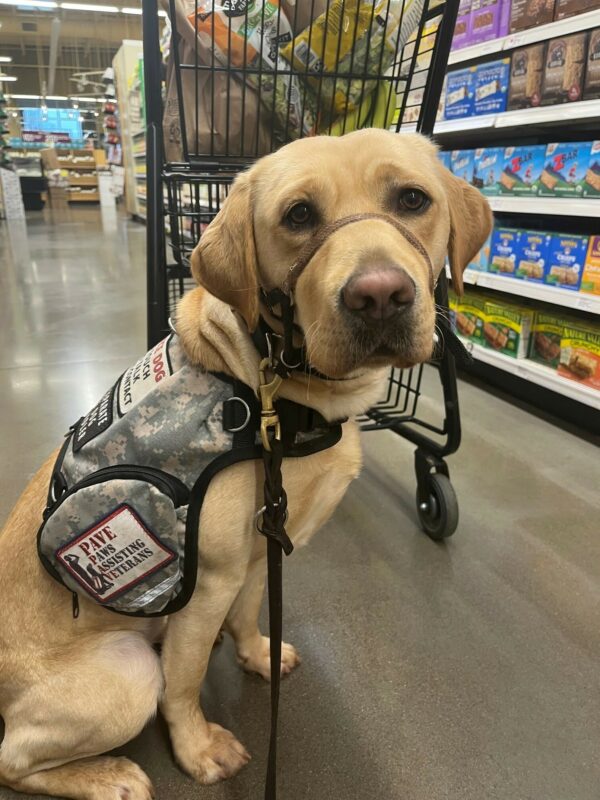 Yellow Lab Honesty in her service dog vest, sitting in front of a shopping cart in a grocery store.