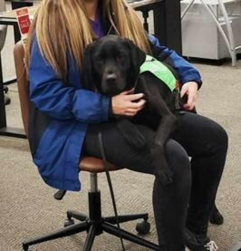 Black Lab Houston settling in a woman's lap while she sits in a chair.