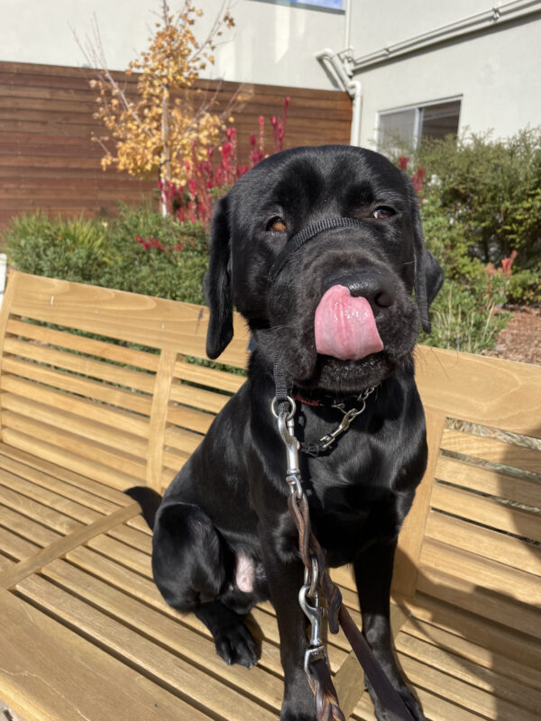 Hughes, a male black labrador, sits on a wooden bench in the sunshine.  The photo has caught him with his tongue out, mid-lick.