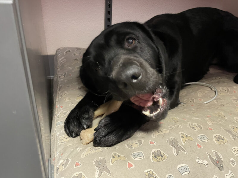 Hughes, a male black labrador, lays on a dog bed under a desk in the office shewing on a nylabone.