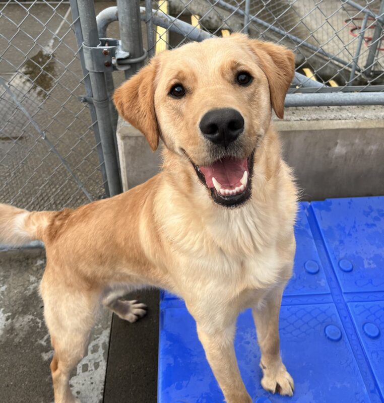 Rocket stands with his two front feet on a piece of blue play equipment in the play yard. He appears to be smiling while looking up at the camera.