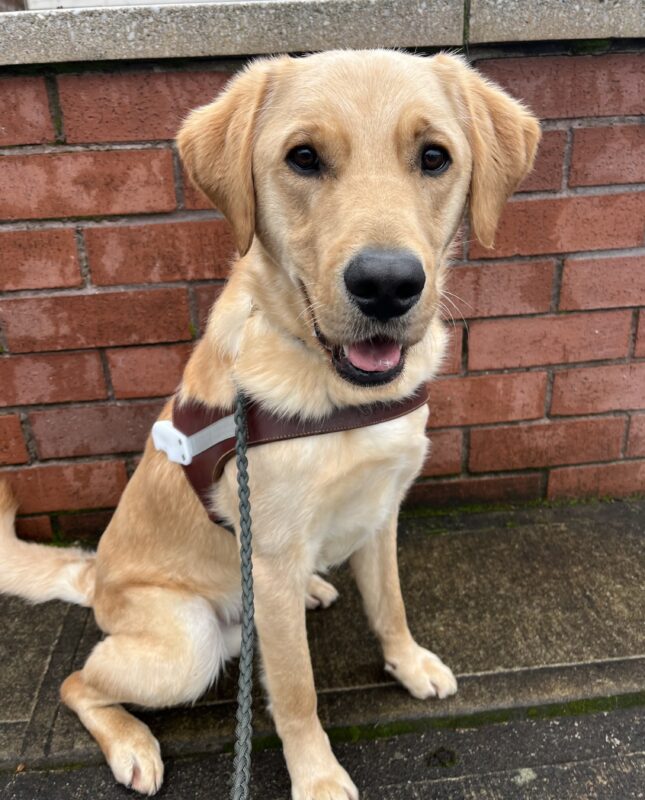 Rocket sits in front of a red brick wall on a rainy day while wearing his brown leather harness. He appears to be smiling while looking at the camera.