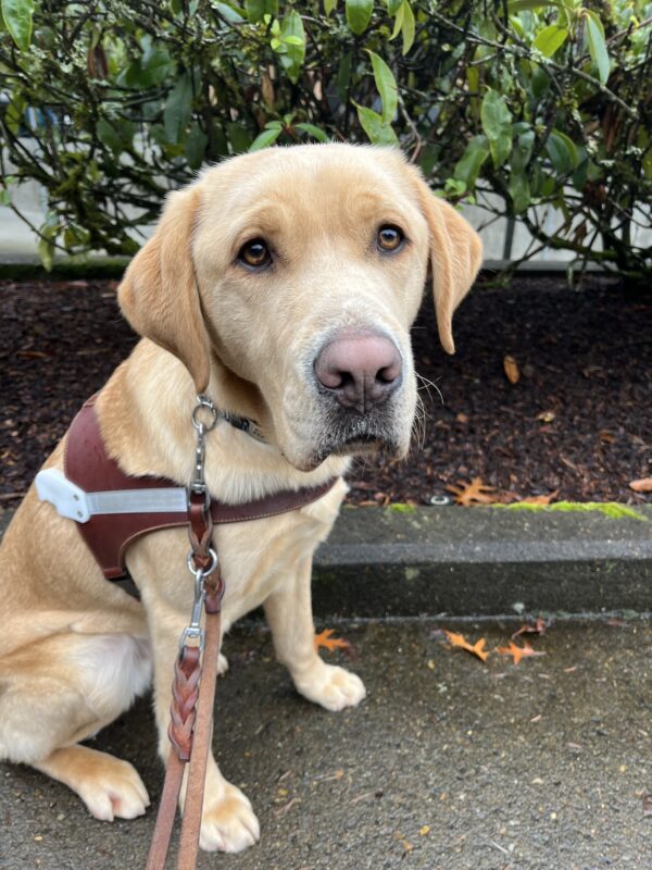 Kyle sits on the wet pavement in front of some green foliage. He is wearing his brown leather harness and looking into the camera.