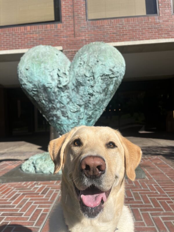 <p>Yosemite, a male yellow labrador, is pictured in front of a large turquoise colored heart statue, with red brick patio and building in the background. He has a wide smile on his face and looks at the camera with gentle eyes.</p>