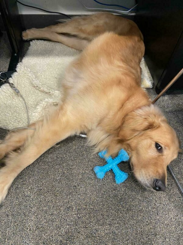 Brinker takes a break from chewing his blue bone and relaxes under a desk while on tie-down.