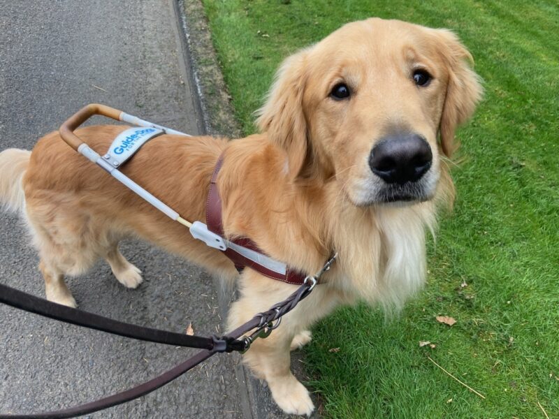 Brinker, a Golden Retriever wears his harness and looks up towards the camera.  His front feet are posed on a raised curb.