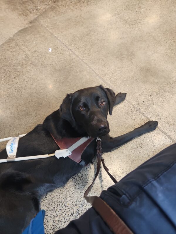 Sapphire lies down, in harness, on a concrete floor inside a bookstore. In view is her leather leash that is wrapped around her instructor's leg while they practice settling behavior. Sapphire is looking right and into the camera with an expectant look (for kibble reward) on her face.
