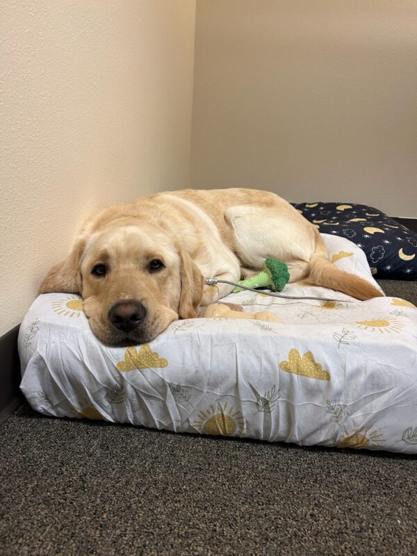 Burrito lies down on a soft dog bed in a carpeted office. He is facing and looking into the camera with tired eyes. Next to him are two Nylabones: one standard yellow and one broccoli-shaped bone.