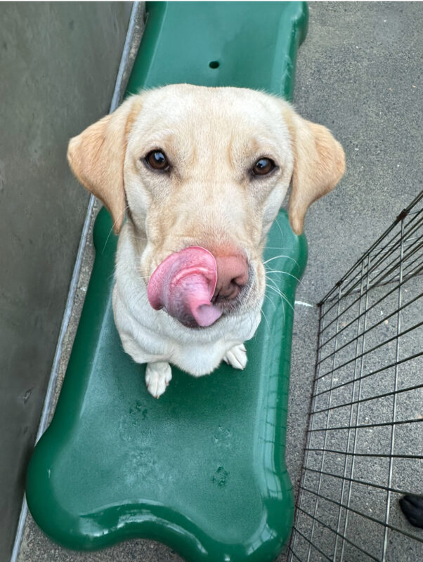 Harlem is community run on the Oregon campus. She is sitting on a green bone-shaped piece of play equipment and looking up at the camera as she licks her lips.