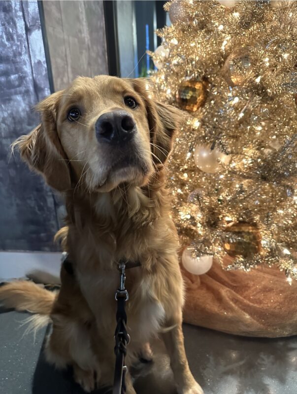 Pancake sits next to a gold fake tree decorated with gold and white baubles. He is wearing a guide dog harness and looking up at the camera.