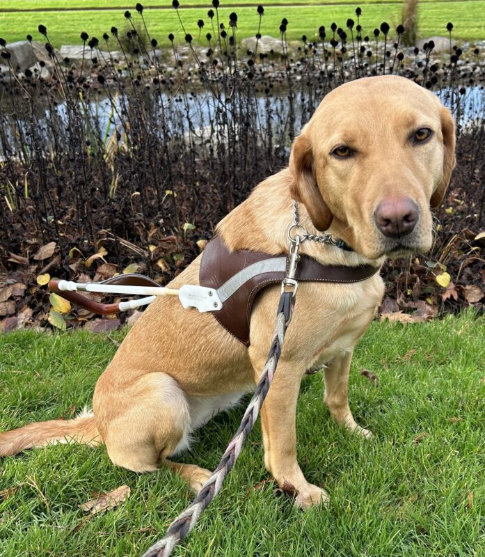 Yellow female lab Dublin sits in her harness on a grass patch in front of a pond with tall grass.