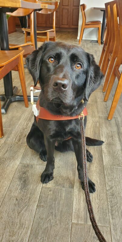 Jan sits looking towards the camera with her harness on. Behind and around her are wooden tables and chairs from a coffee shop.