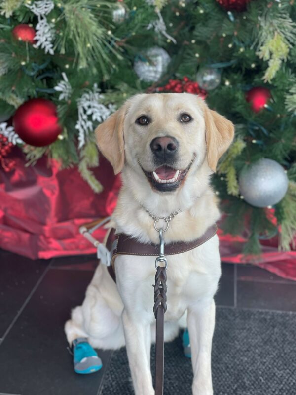 Janelle is sitting in harness with 2 teal booties on her back paws. She is smiling at the camera and there is a Christmas tree with red and silver ornaments behind her.