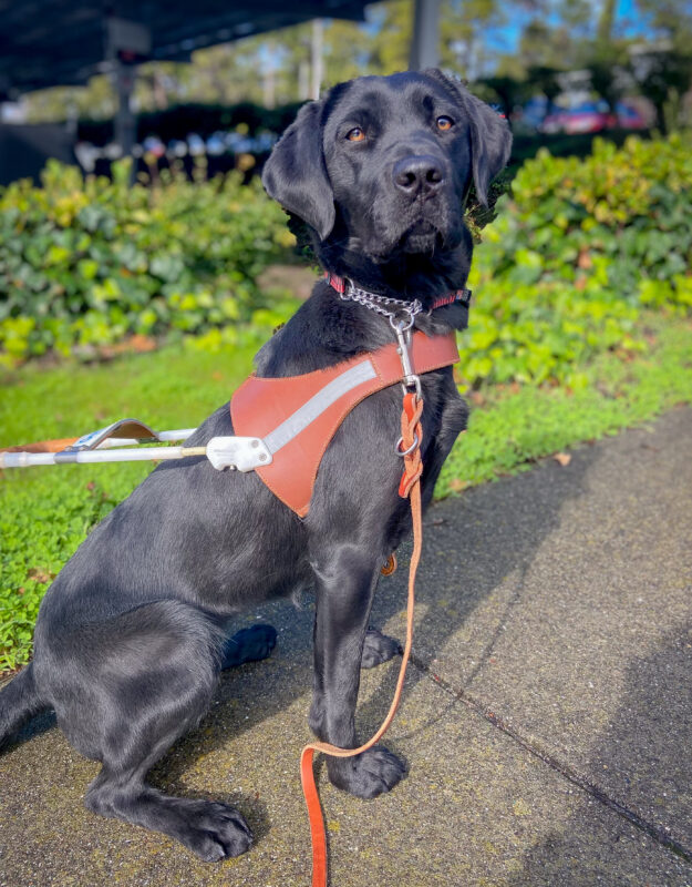 Pretty black Lab Janet sits at attention in harness on a path by the lawn