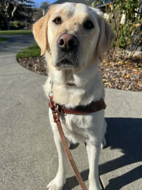 <p>Janice is wearing a guide dog harness and sitting in front of a mulch bed on campus. She has a serious expression and is looking into the camera.</p>
