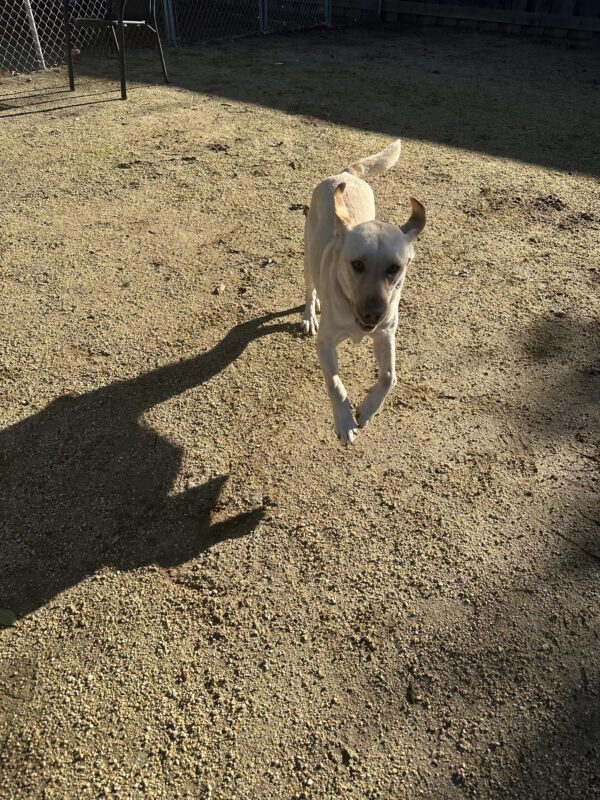 Kyra playing in the training yard with her ears bouncing in the air and her tail wagging.