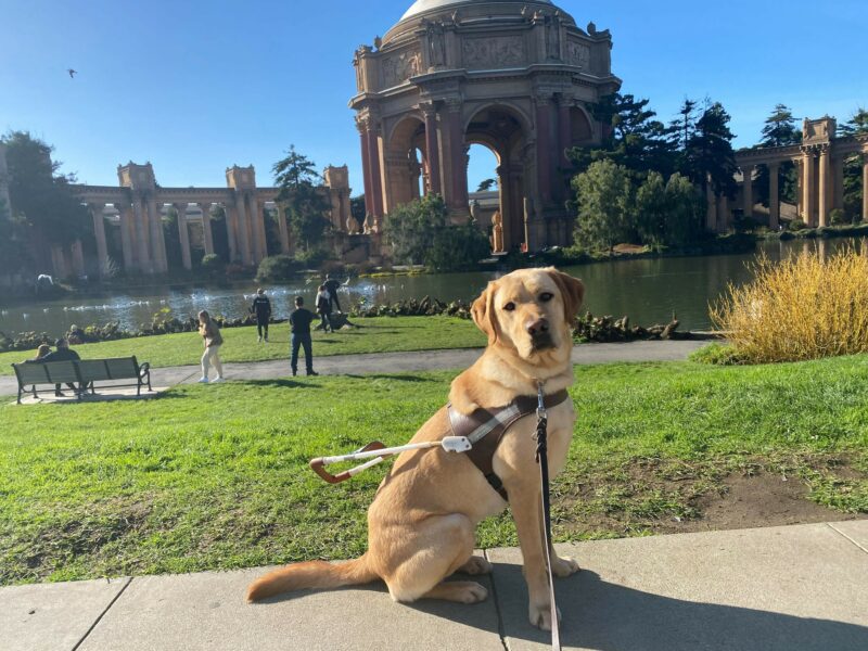 <p>Lily sits in harness staring at the camera. In the background is the Palace of Fine Arts in San Francisco.</p>