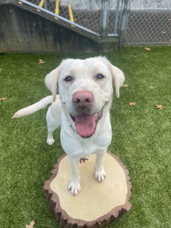 Lolo, a female yellow Labrador, stands her two front feet on a fake tree stump in the grassy free run area on the Oregon campus. She has a big smile on her face and her tail is mid wag.