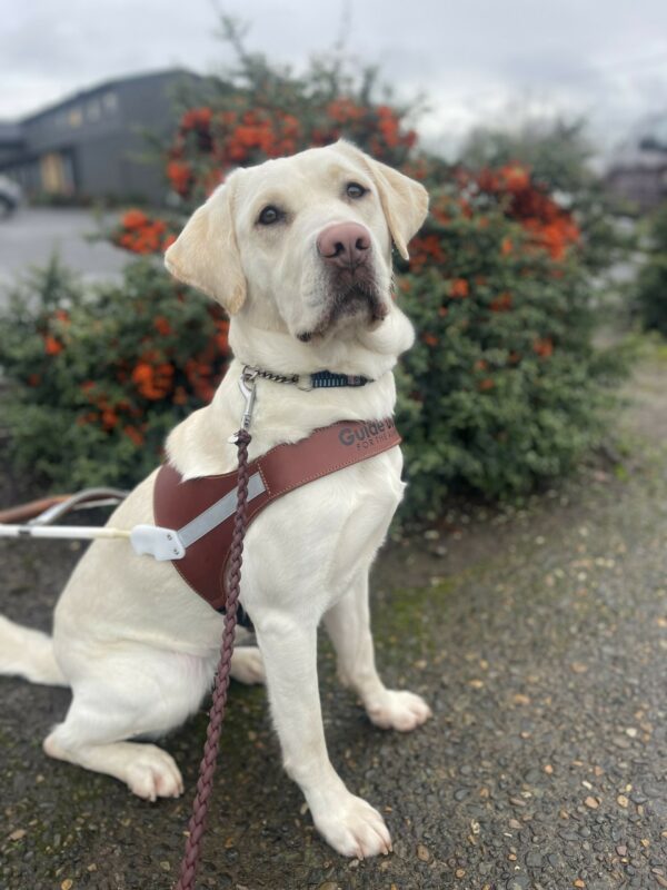 Lolo, a female yellow Labrador, sits in harness in downtown Gresham on a sidewalk. She is sitting in her leather harness and is looking at the camera in front of a green bush with small orange berries.