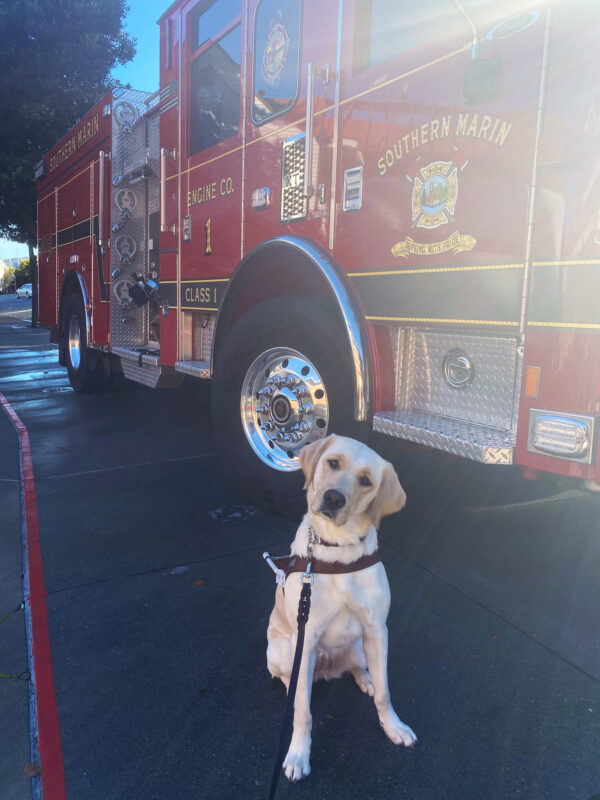 <p>Mara sits in harness in front of a fire truck. Her head tilts as she stares at the camera.</p>