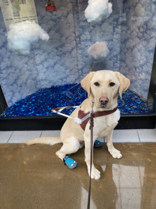 <p>Marco sitting in harness with two back booties on in front of a window display with clouds and a blue background.</p>