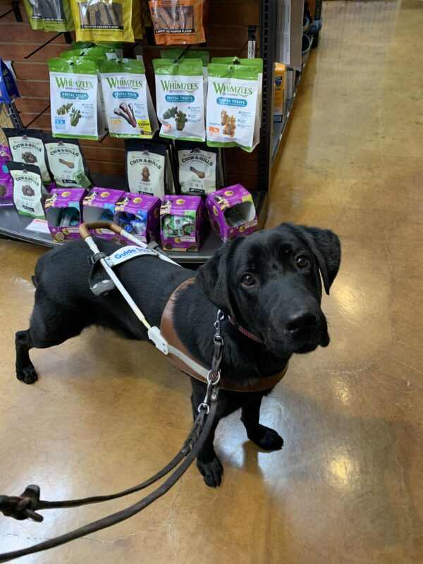 Marcus stands in harness with his head slightly tilted while waiting in line at a pet store.