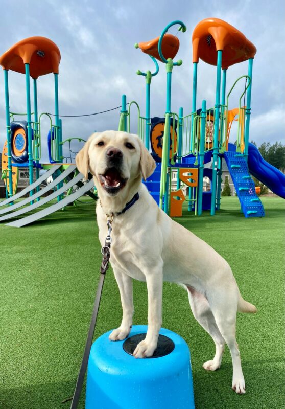 Female yellow lab, Metzi, stands with her front paws on a round, light blue plastic stool. She looks at the camera with her mouth open. A children’s playground structure with green turf-style grass is in the background.