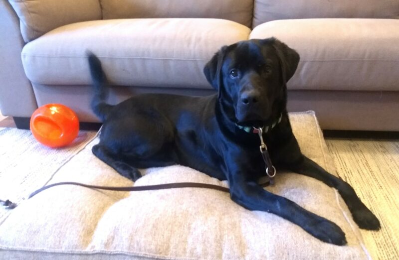 Black lab Newton is laying down on a dog bed wagging his tail as he faces the camera.